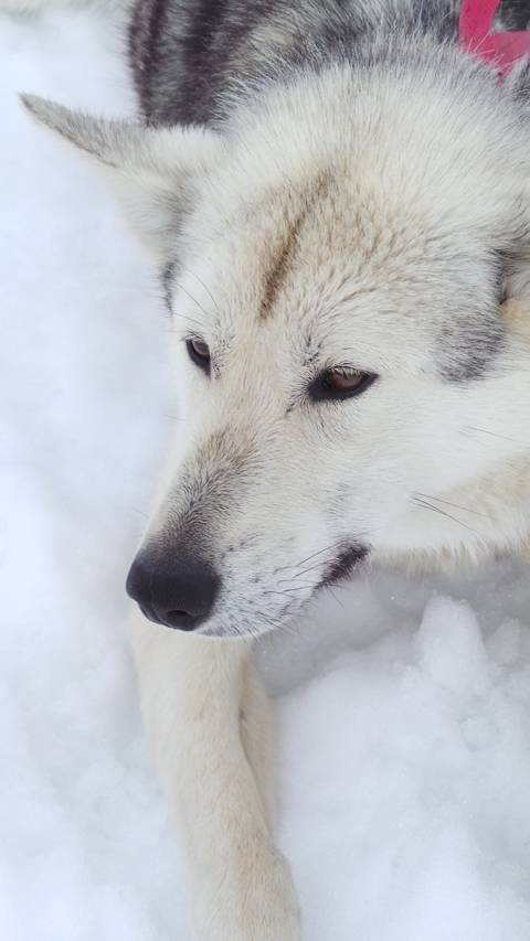 Husky Mushing, Juneau, Alaska, USA