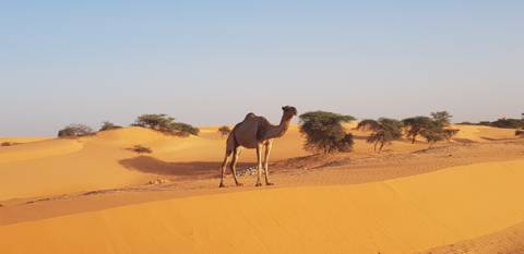Camel, Mauritania