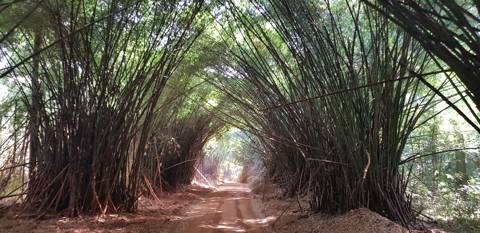 Bamboo Forest, Ivory Coast