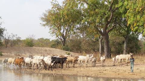 Boy Taking Cows To Water, Ghana