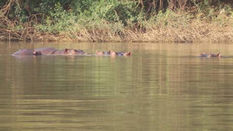 Hippo, Burkina Faso