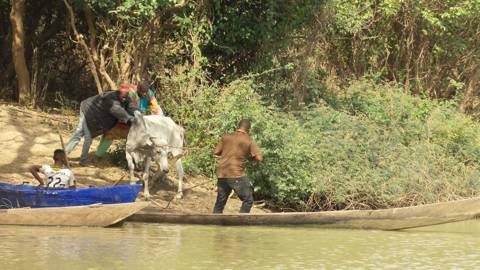 Cow Crossing, Burkina Faso