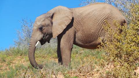 Addo Elephant Park, South Africa