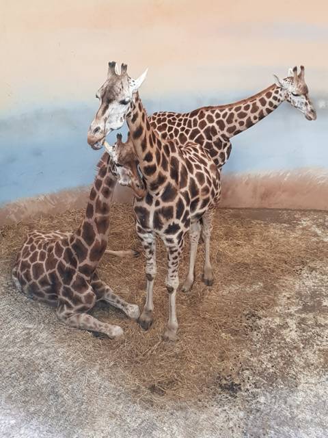 Prague Zoo, Czech Republic
