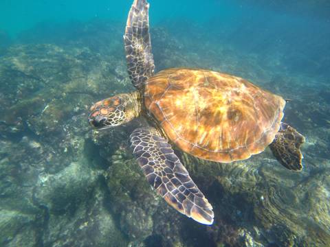 Galapagos Islands, Ecuador
