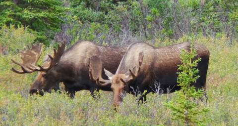 Denali, Alaska, USA