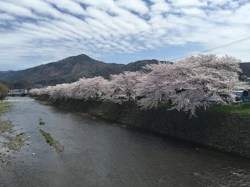 See The Cherry Blossom In Japan
