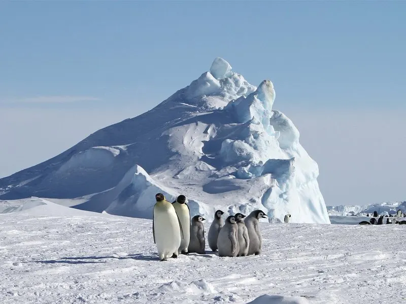 See Emperor Penguins