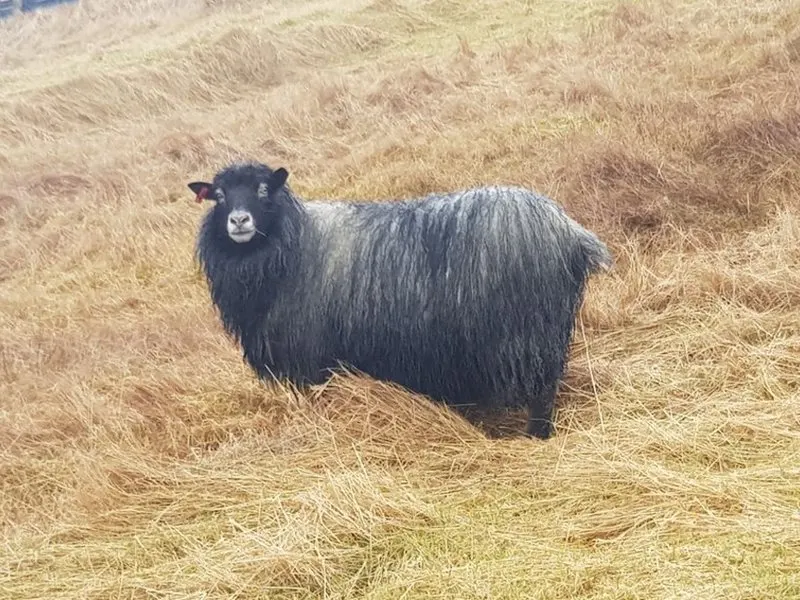 Visit The Faroe Islands