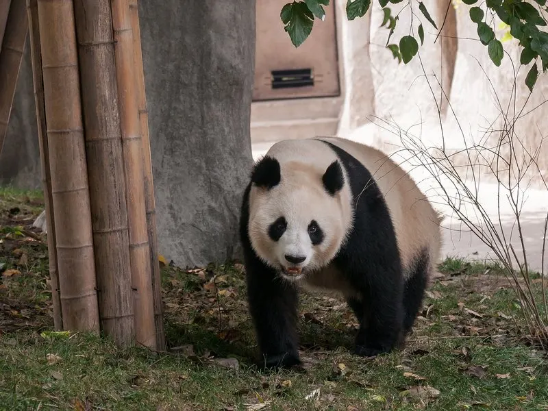 See Giant Pandas In Chengdu