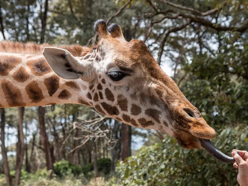 Have Breakfast With Giraffes At Giraffe Manor