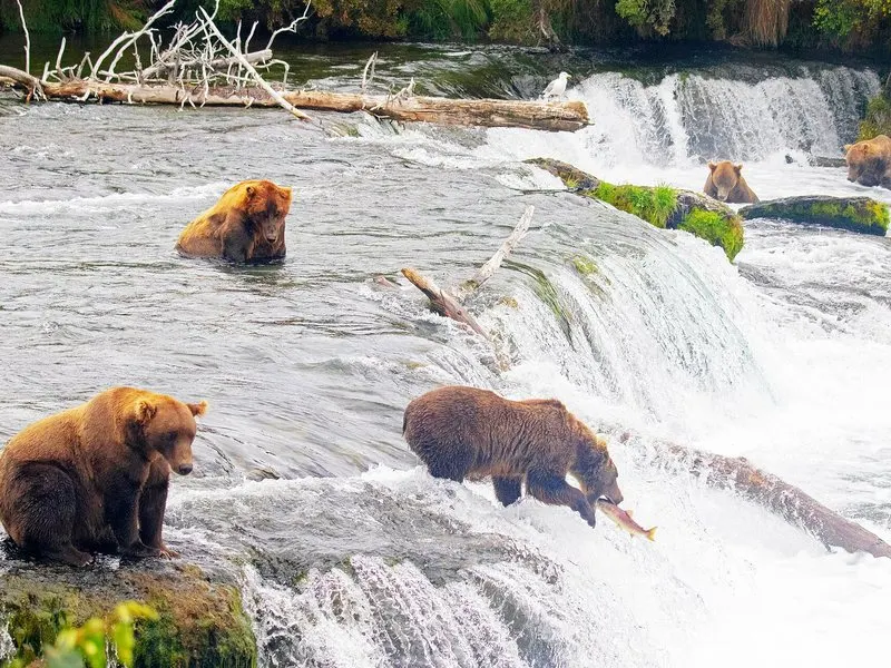 Watch Grizzly Bears Catch Salmon