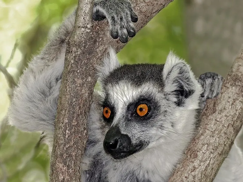 See Lemurs In Madagascar