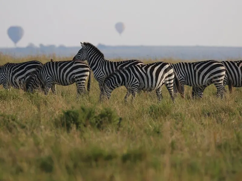 Balloon Over The Masai Mara