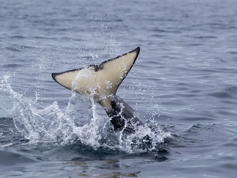 Snorkel With Orcas