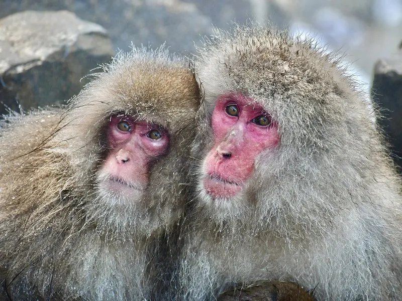 See The Snow Monkeys In The Hot Springs