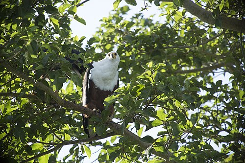 Look for river birds