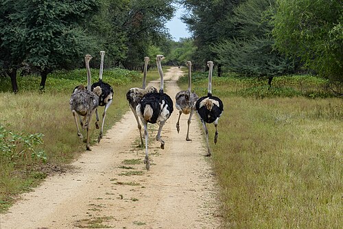 Gaborone Game Reserve