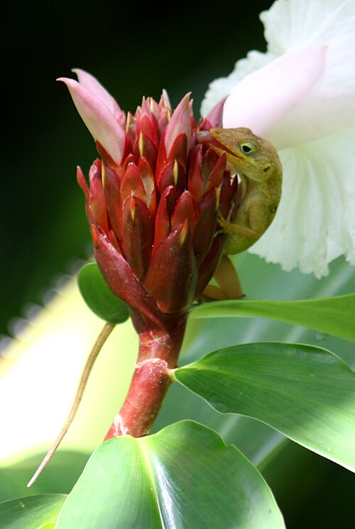 Botanic Gardens
