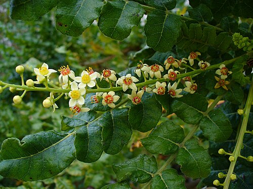 Learn about frankincense