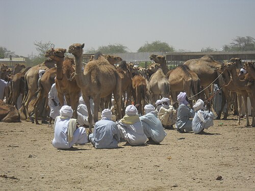 Watch the livestock trade