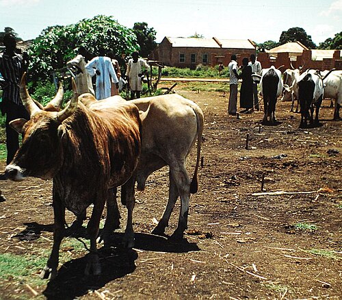 Wau market