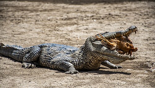 Sacred crocodiles of Sabou