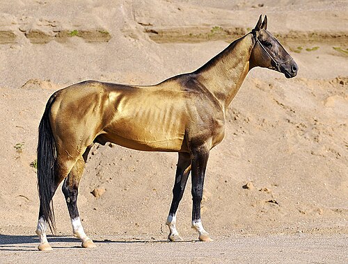 Meet Akhal-Teke horses