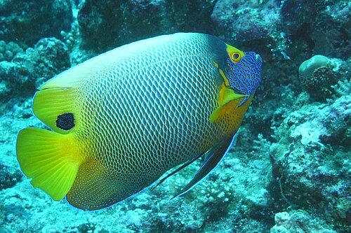 Dive Blue Corner