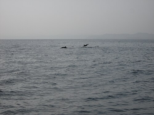 Dolphin-watching boat trip