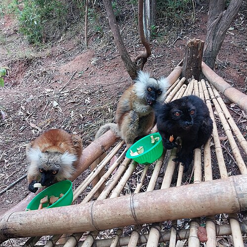 Lemurs' Park