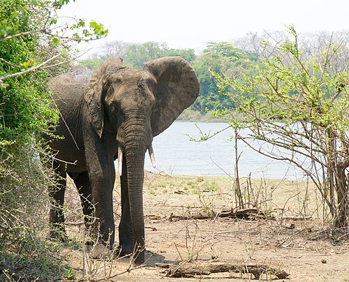 Majete Wildlife Reserve