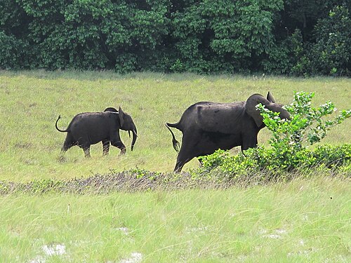 Trip to Loango National Park