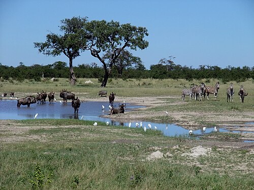 Day trip to Chobe
