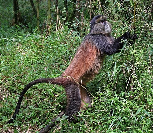Golden monkey trekking