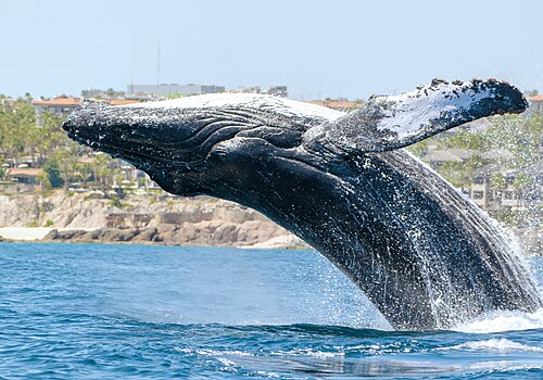 Swim with humpback whales