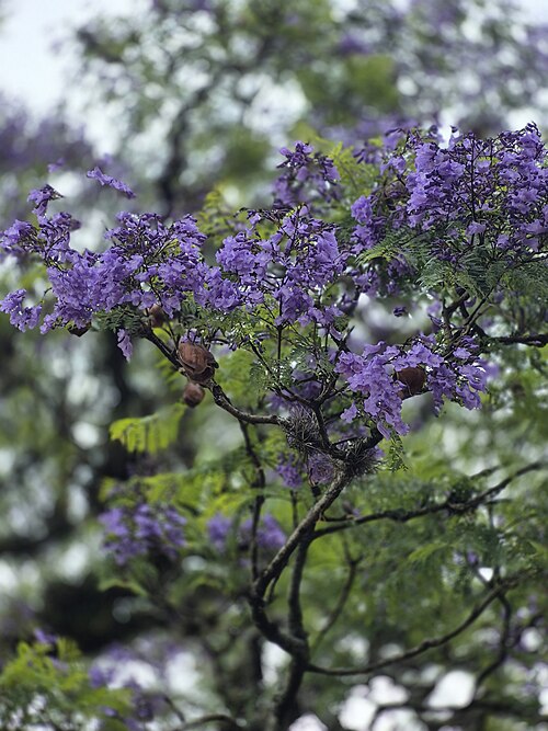 Jacaranda season