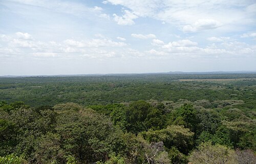 Day trip to Kakamega Forest