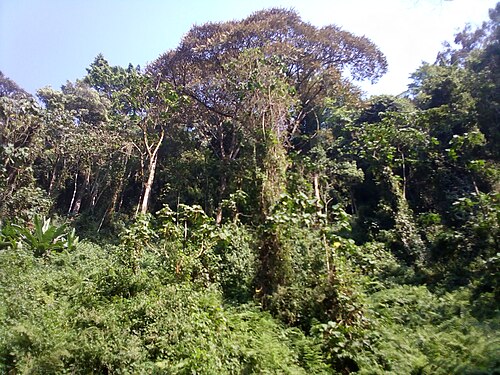 Visit Kibira National Park
