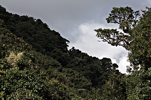 Hike in La Tigra National Park