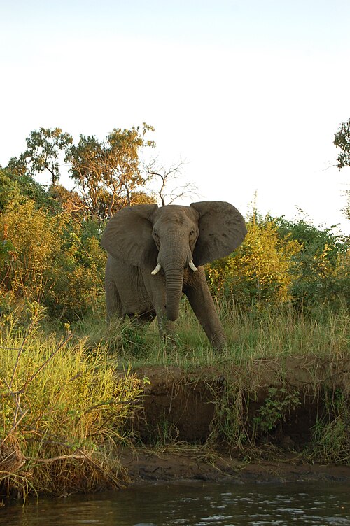 Lower Zambezi safari