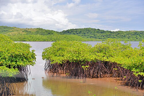 Kayak the mangroves