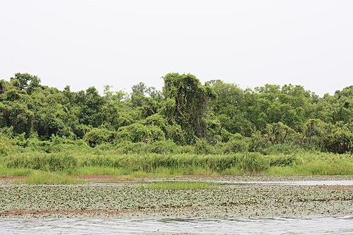 Mare aux Hippopotames