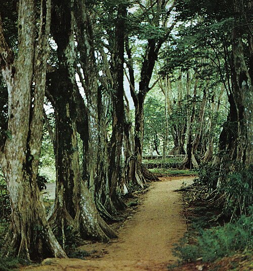 Hike Morne Seychellois National Park