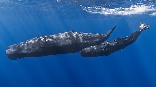 Whale watching