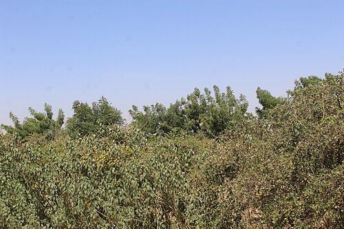 Goulbi valley