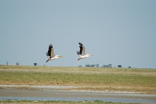 Nata Bird Sanctuary