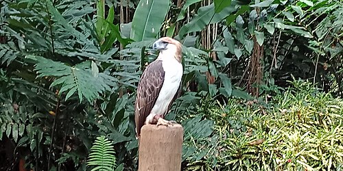 Philippine Eagle Center