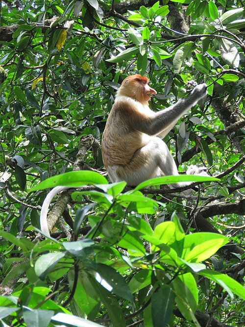 Water taxi and proboscis monkeys