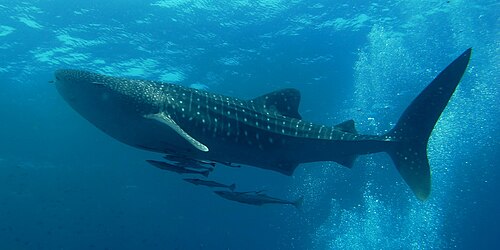 Swim with whale sharks